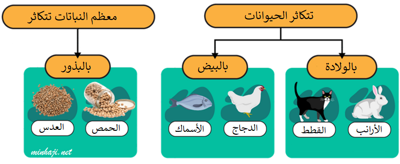 طرق تكاثر الكائنات الحية